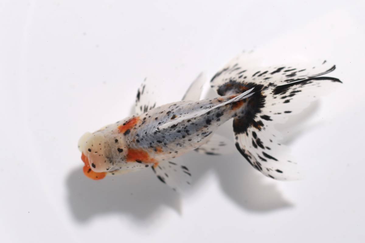 鈴木系東錦　純血　2歳 オス　約13ｃｍ　S21-21 2歳 鈴木東錦 鈴木系東錦 動画あります ３尾セット (金魚)の落札相場・落札価格