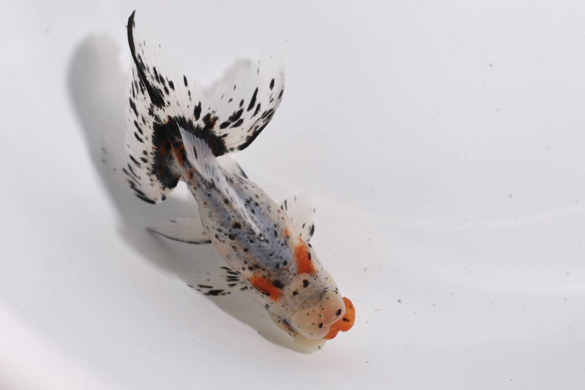 鈴木系東錦　純血　2歳 オス　約13ｃｍ　S21-21 2歳 鈴木東錦 鈴木系東錦 動画あります ３尾セット (金魚)の落札相場・落札価格