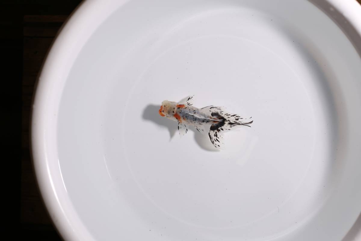 鈴木系東錦　純血　2歳 オス　約13ｃｍ　S21-21 2歳 鈴木東錦 鈴木系東錦 動画あります ３尾セット (金魚)の落札相場・落札価格