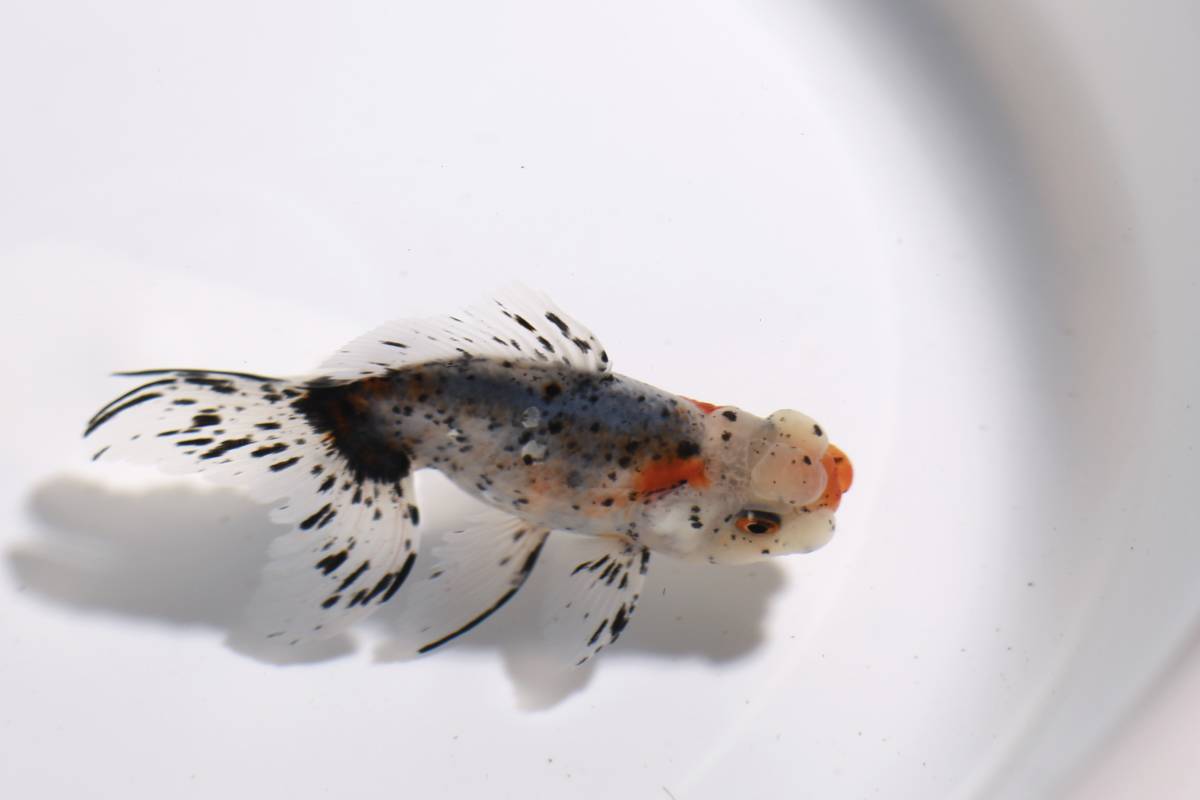 鈴木系東錦　純血　2歳 オス　約13ｃｍ　S21-21 2歳 鈴木東錦 鈴木系東錦 動画あります ３尾セット (金魚)の落札相場・落札価格