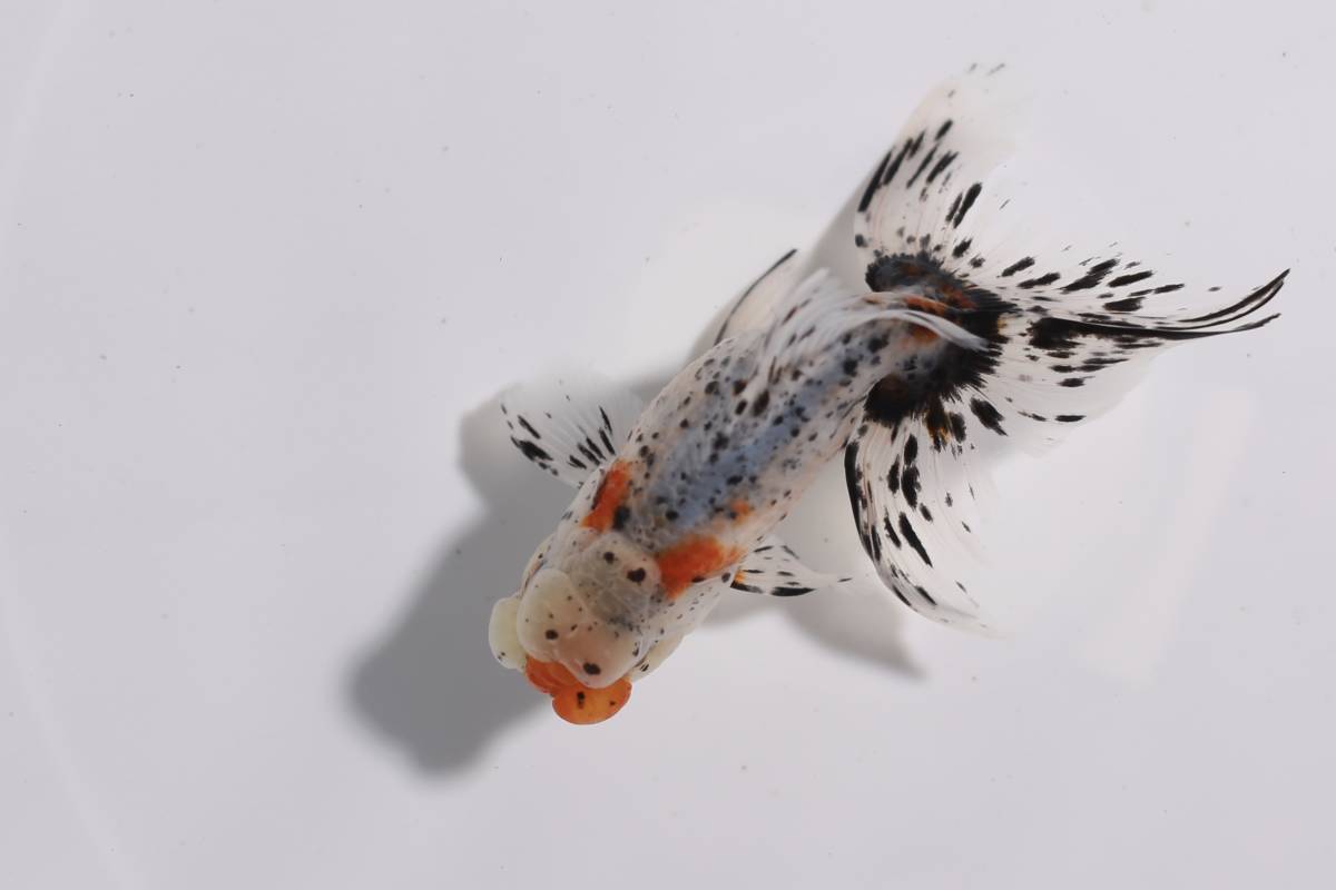 鈴木系東錦　純血　2歳 オス　約13ｃｍ　S21-21 2歳 鈴木東錦 鈴木系東錦 動画あります ３尾セット (金魚)の落札相場・落札価格
