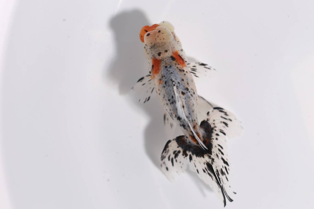鈴木系東錦　純血　2歳 オス　約13ｃｍ　S21-21 2歳 鈴木東錦 鈴木系東錦 動画あります ３尾セット (金魚)の落札相場・落札価格