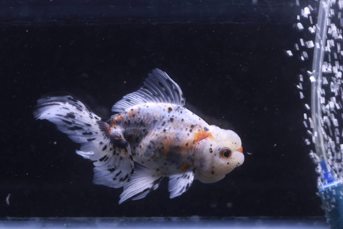 鈴木系東錦　純血　2歳 オス　約13ｃｍ　S21-21 2歳 鈴木東錦 鈴木系東錦 動画あります ３尾セット (金魚)の落札相場・落札価格