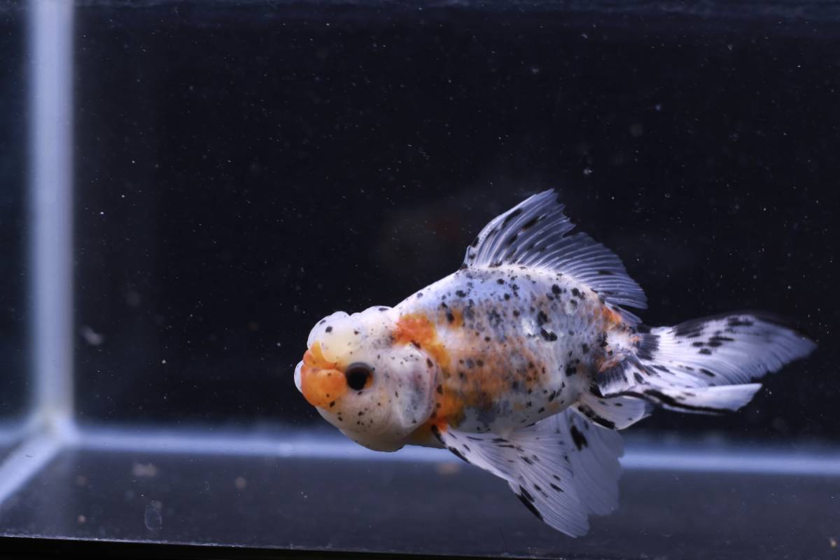 鈴木系東錦　純血　2歳 オス　約13ｃｍ　S21-21 2歳 鈴木東錦 鈴木系東錦 動画あります ３尾セット (金魚)の落札相場・落札価格