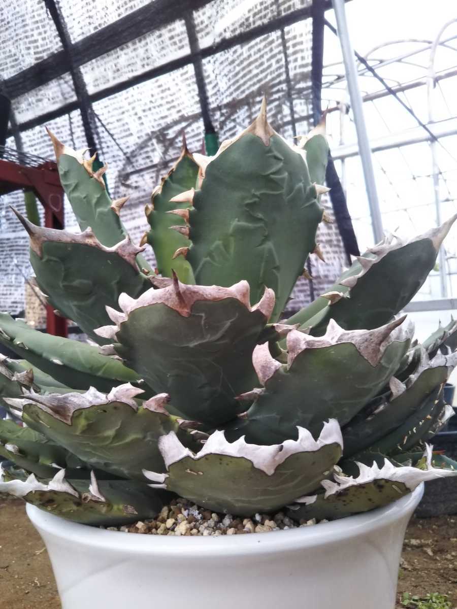 アガベチタノタ agave titanota fo-076 子株 アメリカ輸入株 希少株 良血統