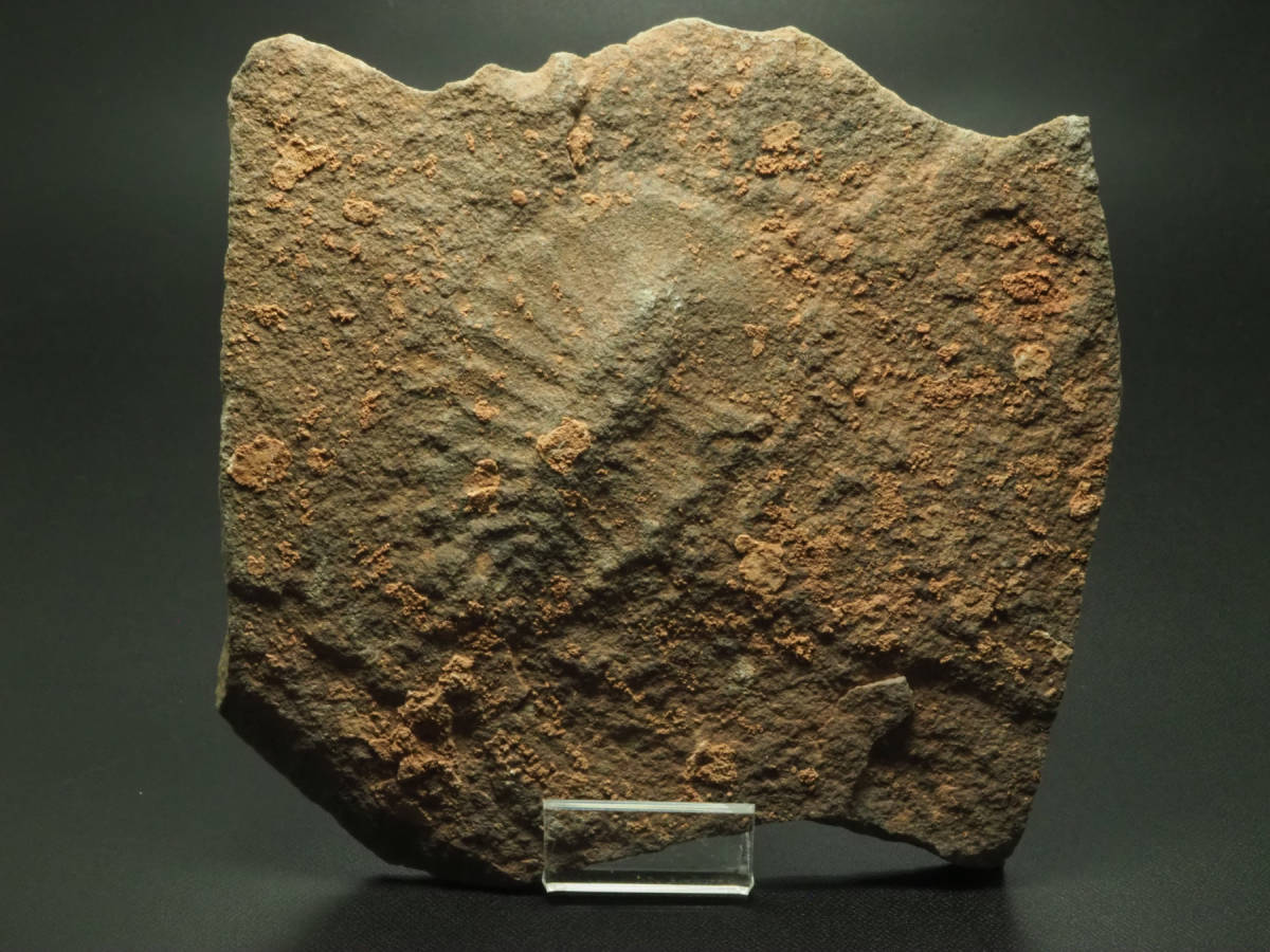 ⁄ JURASSIC 化石・隕石・鉱物の販売 節足動物 Arthropods 節足動物の 