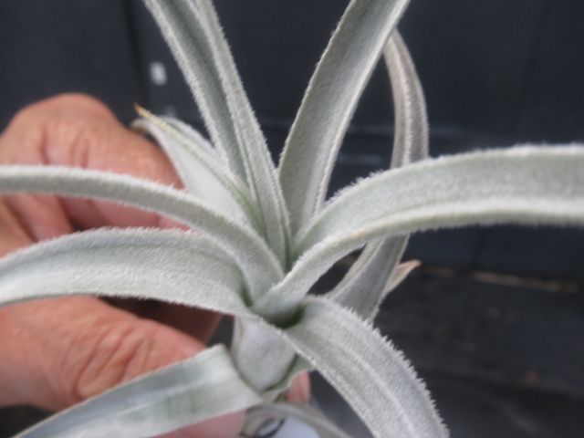 Dyckia BSF3 D005 (Brittle Star F3 Selected Clone) ディッキア