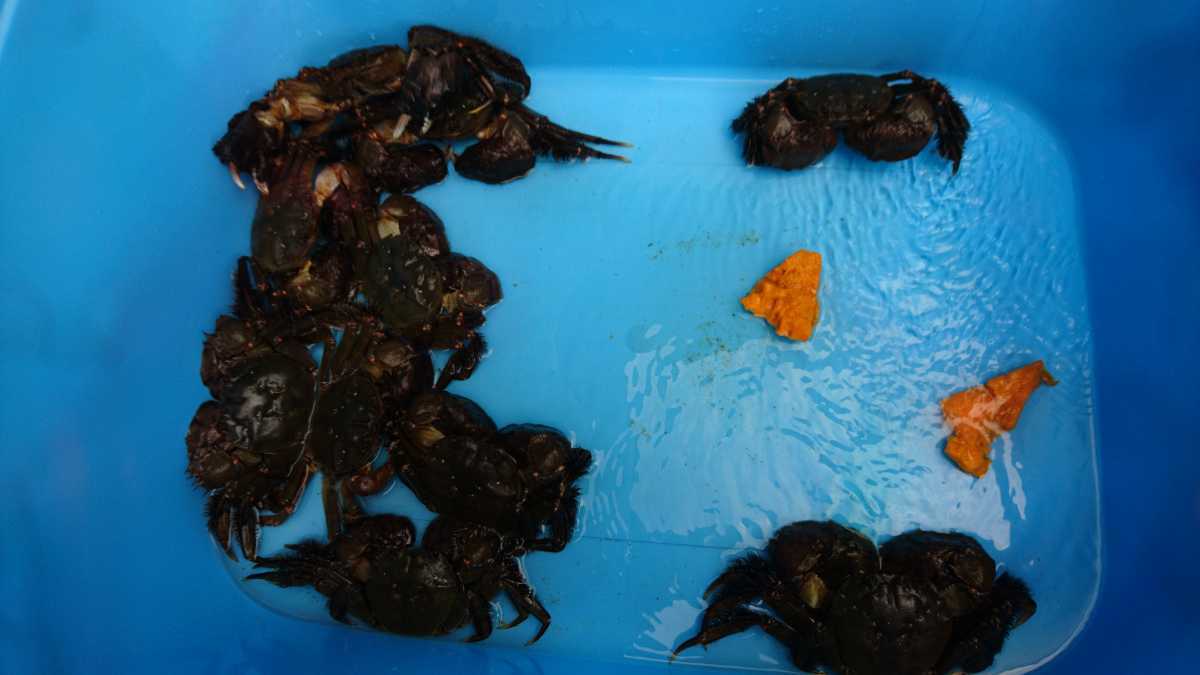 | モクズガニ 天然モクズガニ 活 天然 超特大 生 山口県産 数量限定 魚介類 | 5〜8匹 オスメス混合 F 活〆天然モクズガニ 林屋|産直通販「あるよ」応援プロジェクト