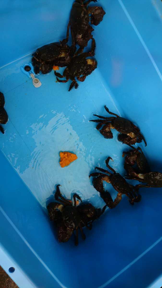 | モクズガニ 天然モクズガニ 活 天然 超特大 生 山口県産 数量限定 魚介類 | 5〜8匹 オスメス混合 F 活〆天然モクズガニ 林屋|産直通販「あるよ」応援プロジェクト