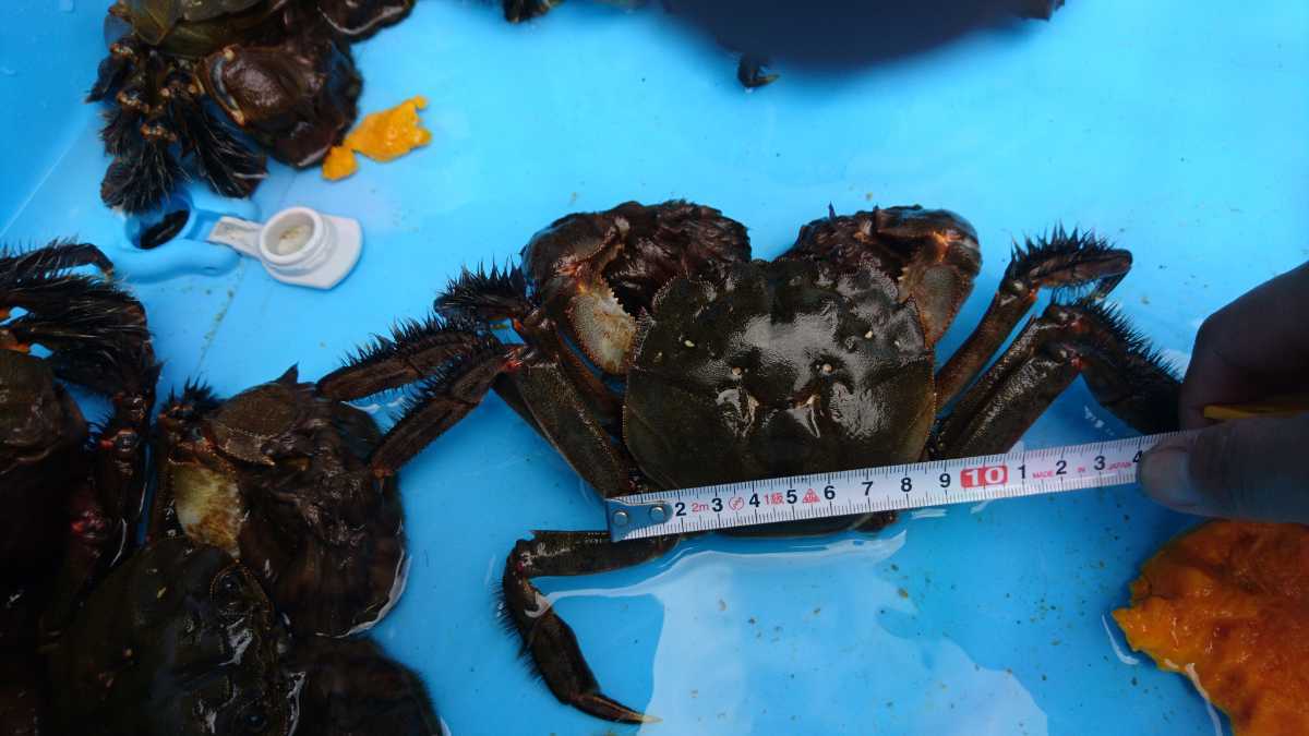 | モクズガニ 天然モクズガニ 活 天然 超特大 生 山口県産 数量限定 魚介類 | 5〜8匹 オスメス混合 F 活〆天然モクズガニ 林屋|産直通販「あるよ」応援プロジェクト