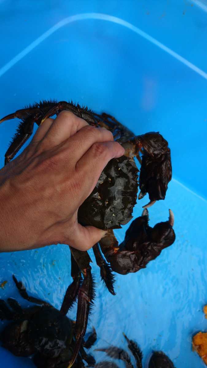 | モクズガニ 天然モクズガニ 活 天然 超特大 生 山口県産 数量限定 魚介類 | 5〜8匹 オスメス混合 F 活〆天然モクズガニ 林屋|産直通販「あるよ」応援プロジェクト