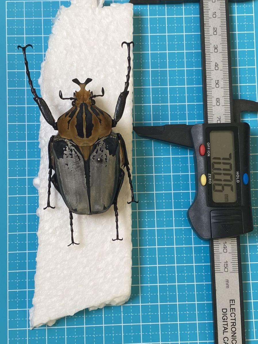 昆虫標本 ゴライアスカシクス 昆虫標本 - 72.7㎜カタモンオオツノ
