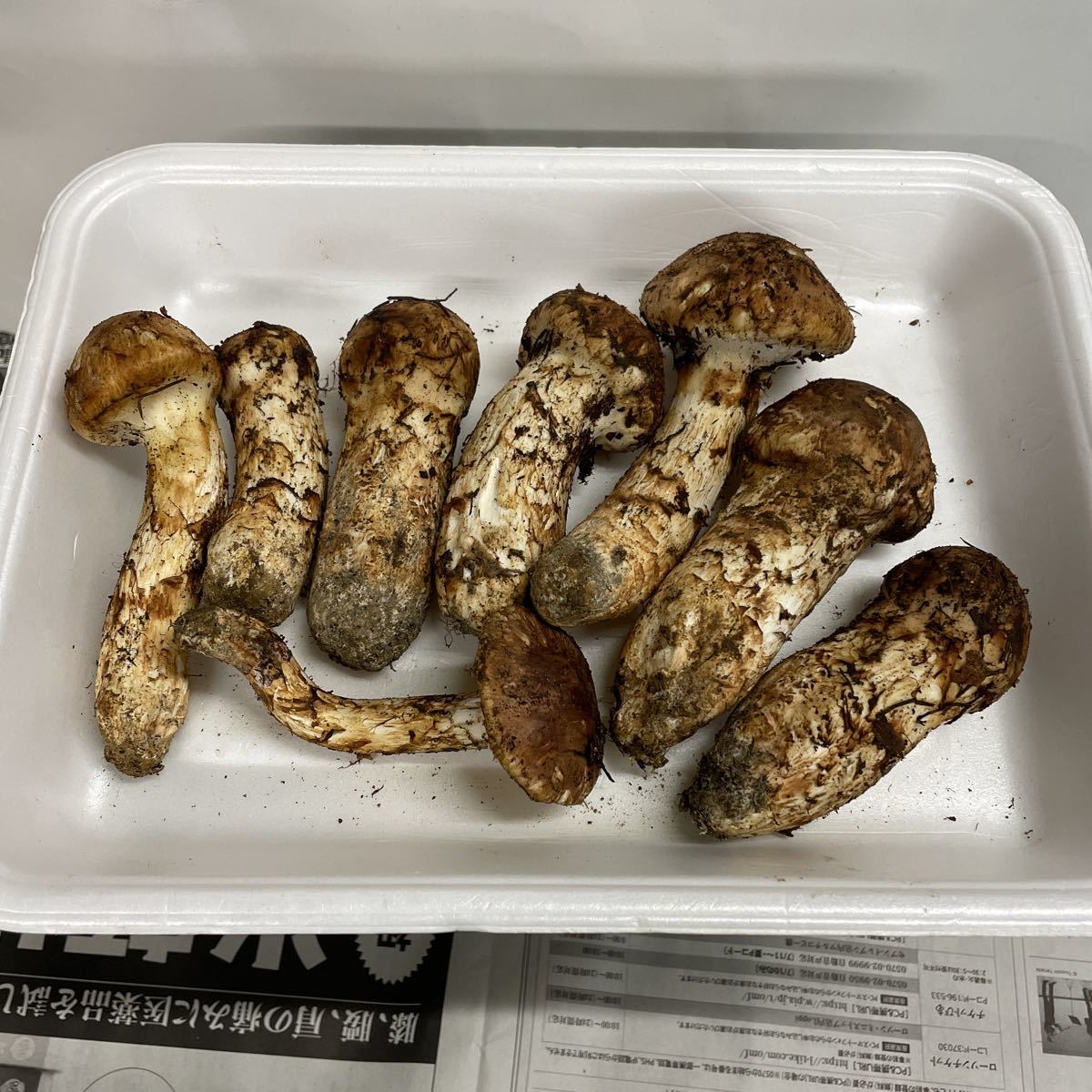 食品 長野県 信州産 松茸 400g 10/9朝採取