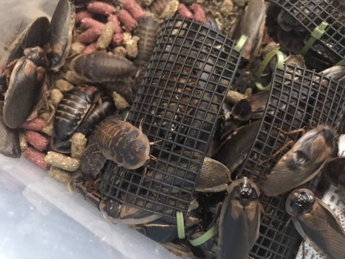 デュビア成虫　50匹(オス)_1