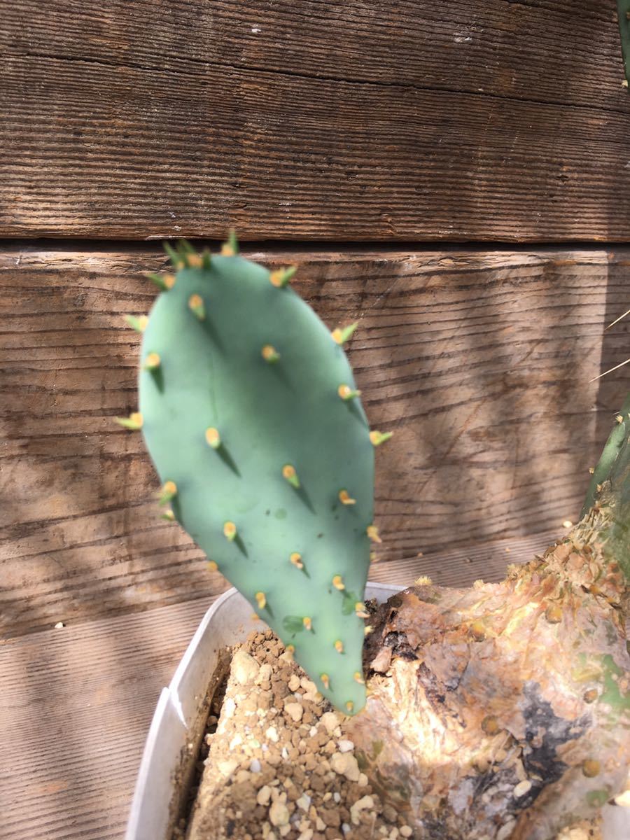 Opuntia Sp オプンチア原産 メキシコ原産 第四種郵抜き苗便は 庭植え ドライガーデン ロックガーデン 地植え出来るサボテン サボテン 売買されたオークション情報 Yahooの商品情報をアーカイブ公開 オークファン Aucfan Com