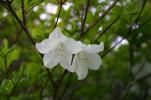五葉ツツジ 草丈9０、幅5０ｃｍ 花芽１コ、自然採取、根巻き