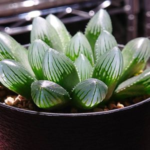 ハオルチア 夏まつりのヤフオク の相場 価格を見る ヤフオク のハオルチア 夏まつりのオークション売買情報は2件が掲載されています