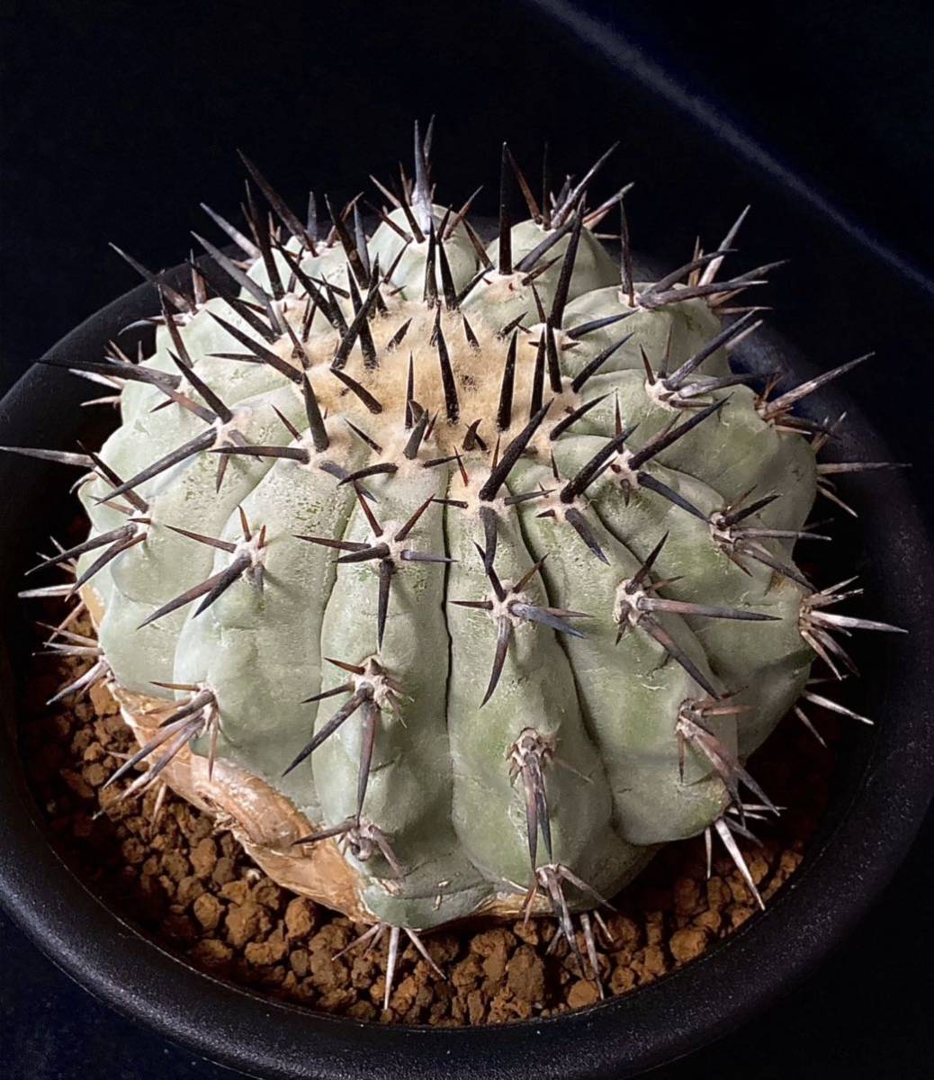 コピアポア　黒王丸　シネレア　copiapoa 強棘 超強棘 Copiapoa コピアポア シネレア 大株 黒王丸 接降 漆黒の太い棘