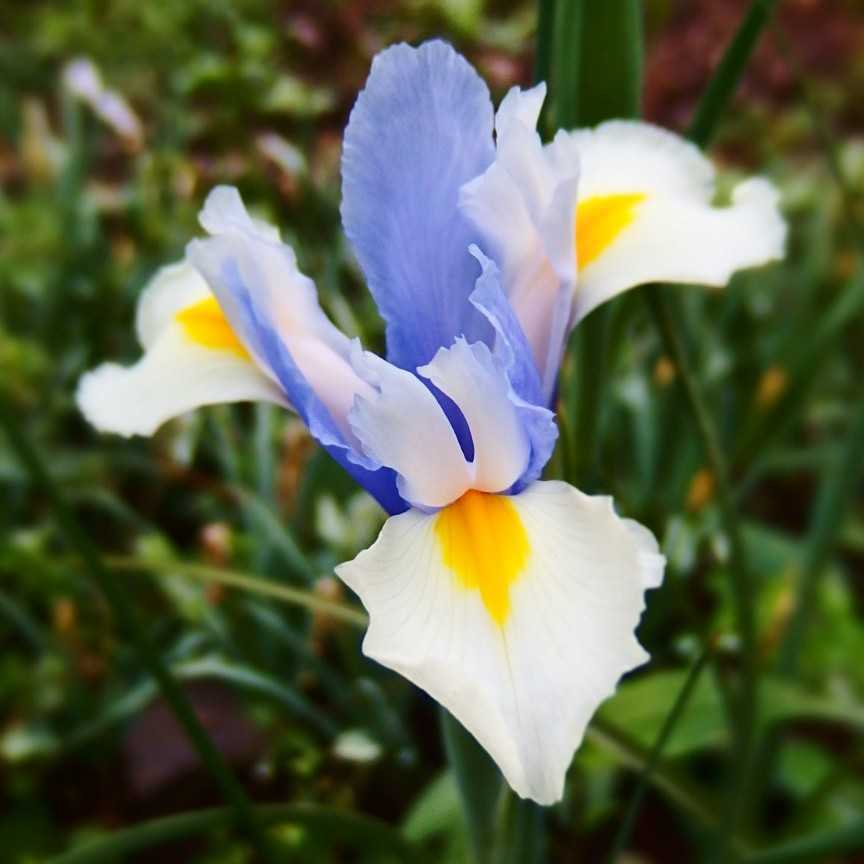 Y他夜1 5球 青 白 黄 3色咲き アイリス アヤメ ショウブ カキツバタ ジャーマンアイリスなどの代わりにいかが しょうか その他 売買されたオークション情報 Yahooの商品情報をアーカイブ公開 オークファン Aucfan Com