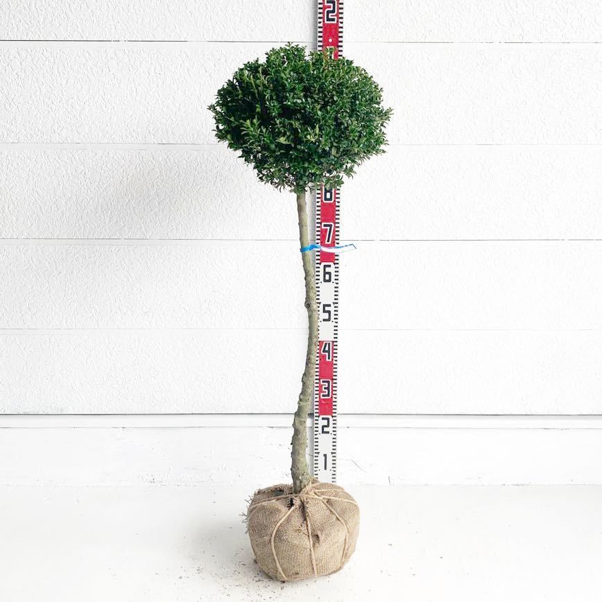 ◇◇ナツハゼ 株立 山取 ◇◇182 ナツハゼ 山採り 株立ち 樹高H