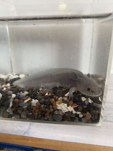 ウーパールーパーのヤフオク の相場 価格を見る ヤフオク のウーパールーパーのオークション売買情報は166件が掲載されています