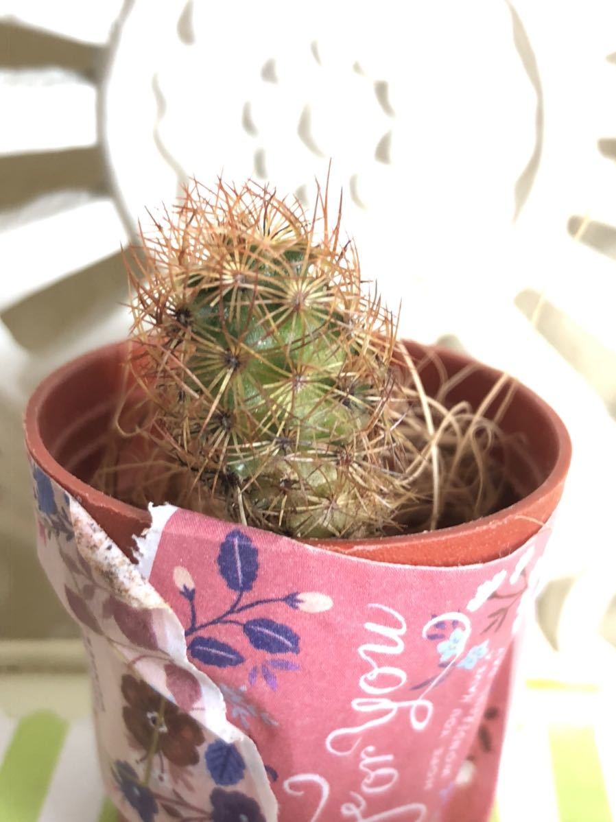 多肉植物 黄金司 ミニサボテン カット苗 可愛い寄せ植えに 送料７３円 サボテン 売買されたオークション情報 Yahooの商品情報をアーカイブ公開 オークファン Aucfan Com