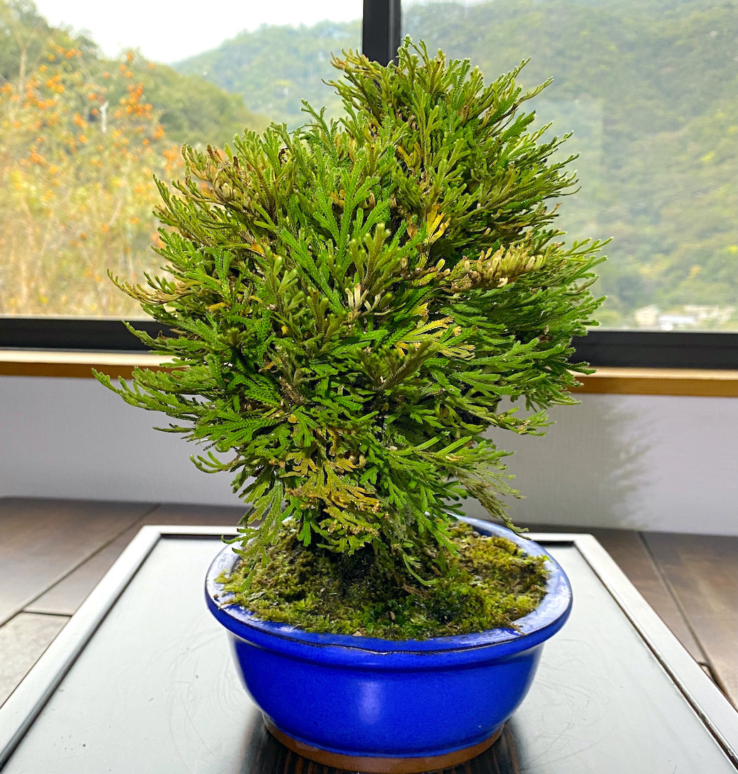 イワヒバ 岩松 - 以上 盆栽 花子様専用」岩松 風格ある古中 樹齢約40年