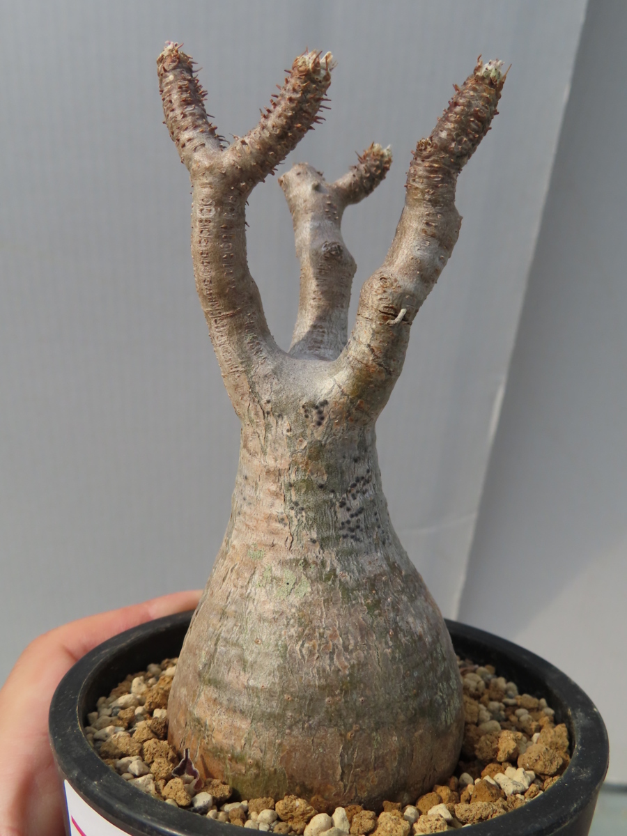 アデニアスピノーサ 現地球 アデニアスピノーサAdenia spinosa