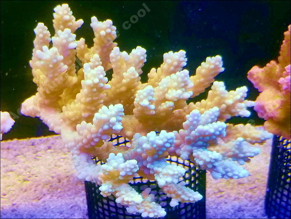 【新作，最新作】 Be Cool N４ ミドリイシｓｐ １２ｃｍ前後(海水魚)｜売買されたオークション情報、yahooの商品情報をアーカイブ公開 - オークファン 海水魚