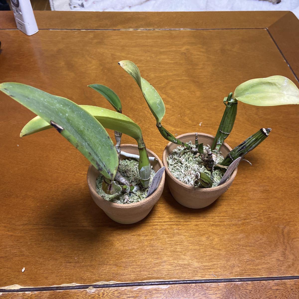 格安，お得 C.walkeriana2鉢セット(ラン)｜売買されたオークション情報、yahooの商品情報をアーカイブ公開 - オークファン ラン