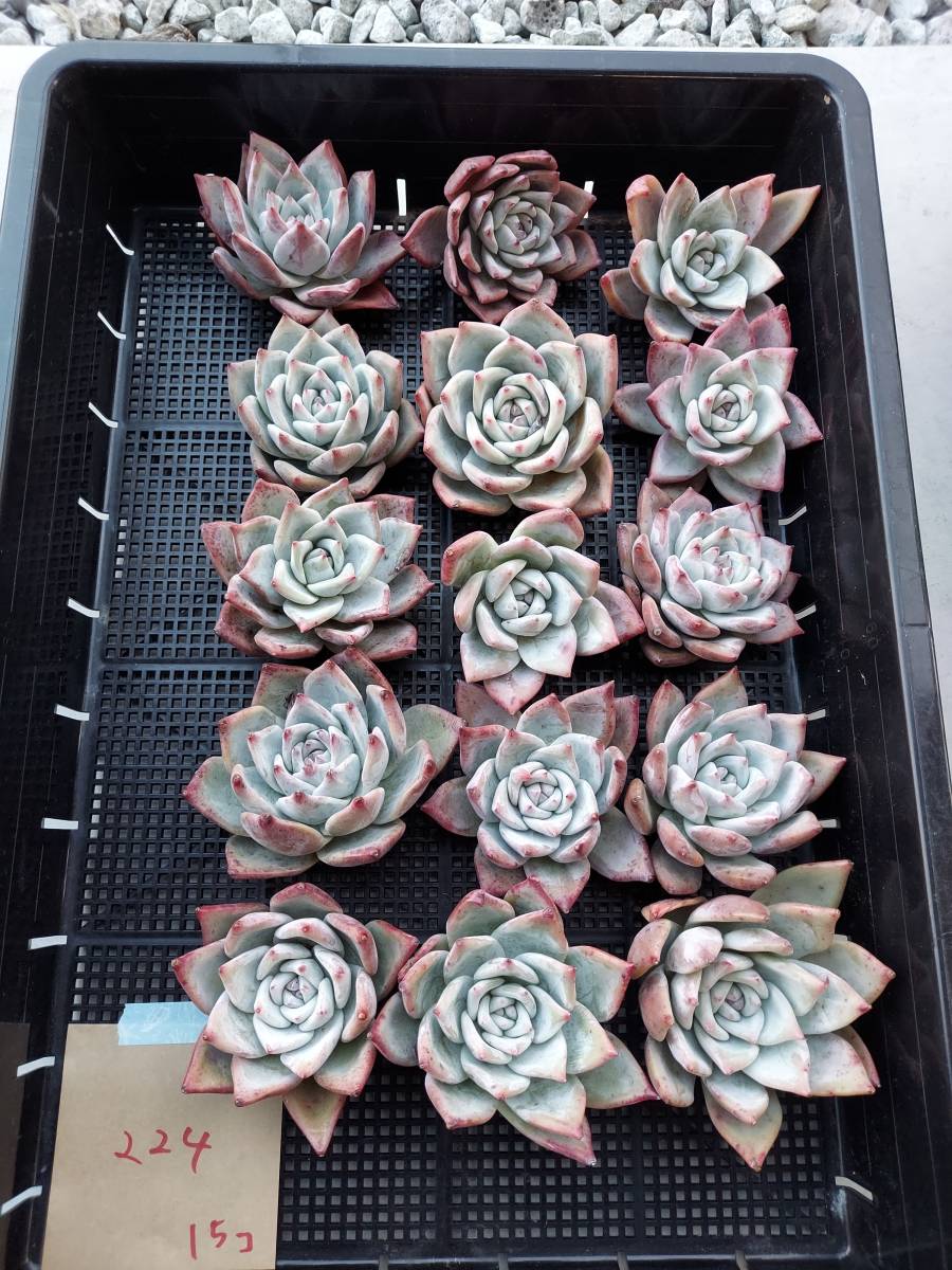 韓国多肉植物 韓国苗 エケベリア Echeveria 26-224ワイルドコロラータ