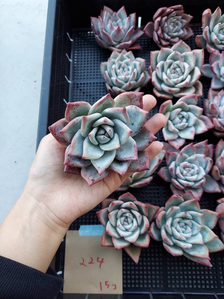 17.多肉植物 エケベリア 韓国苗 名無し 韓国多肉植物 韓国苗 エケベリア Echeveria 26-224ワイルドコロラータ