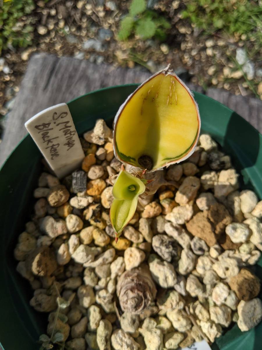 極上斑入 サンスベリア マフィンガ ブラックローズ Sansevieria
