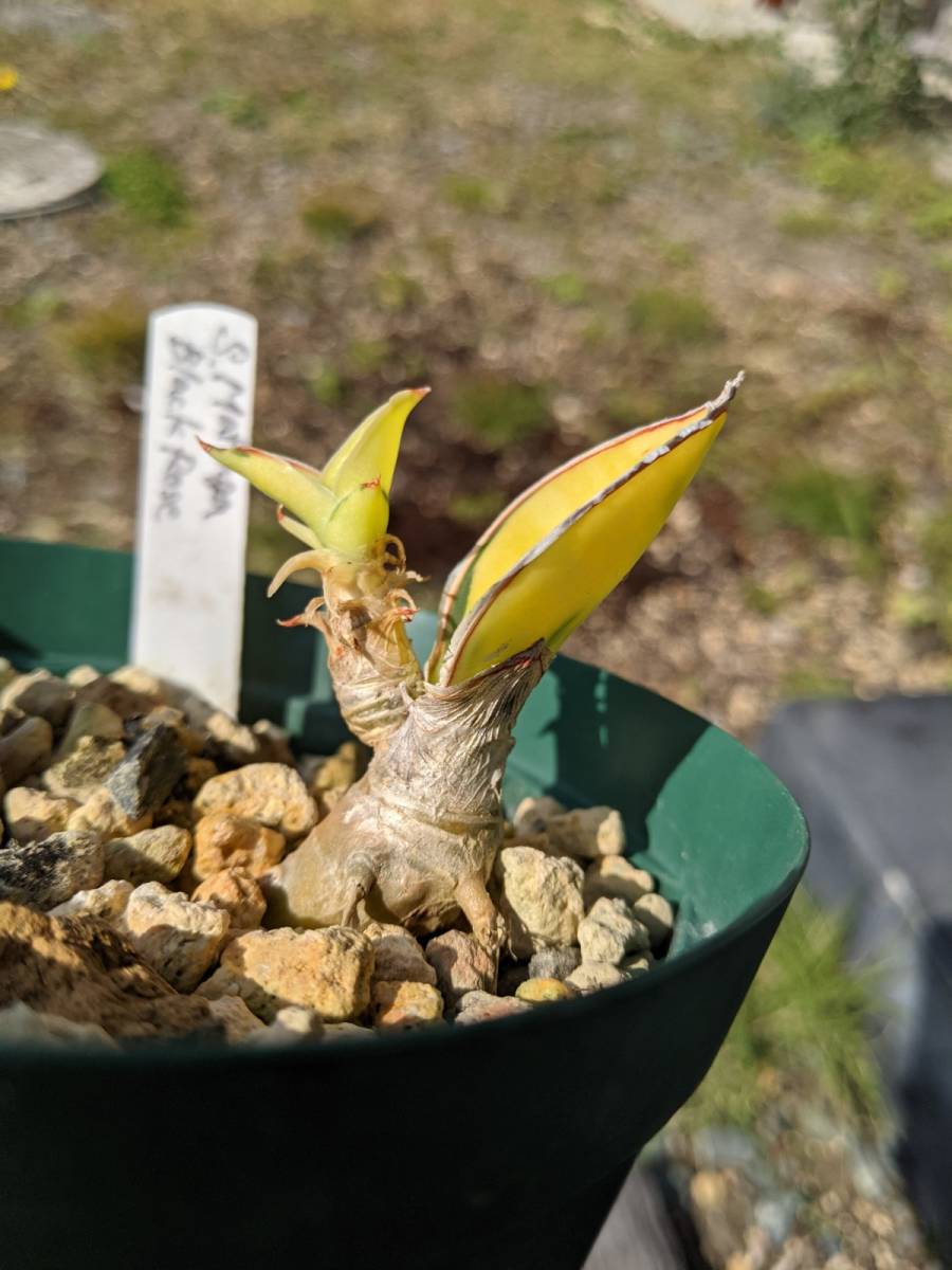 極上斑入 サンスベリア マフィンガ ブラックローズ Sansevieria