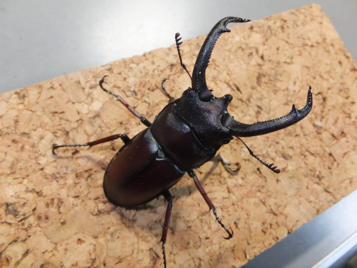 Pseudorhaetus perroti ペロッティシカクワガタ ♂70mmペア №15