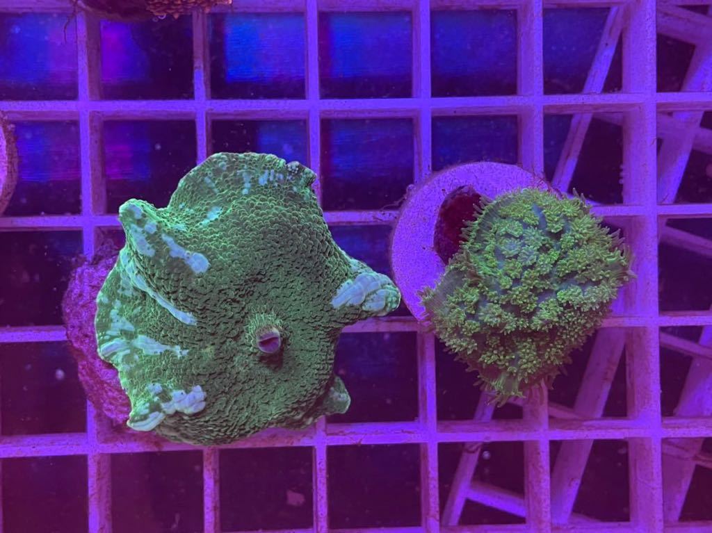 Cyaquarium ディスクコーラルグリーン2種類set 4cm 海水魚 珊瑚 サンゴ ハードコーラル ソフトコーラル 海水魚 売買されたオークション情報 Yahooの商品情報をアーカイブ公開 オークファン Aucfan Com