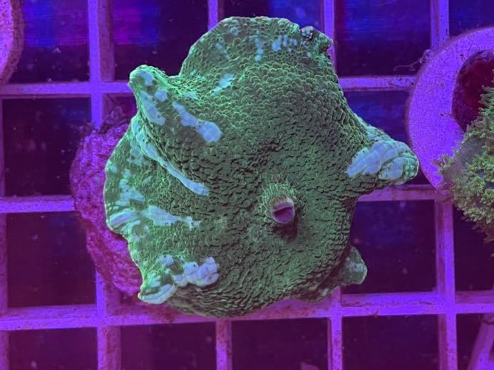 Cyaquarium ディスクコーラルグリーン2種類set 4cm 海水魚 珊瑚 サンゴ ハードコーラル ソフトコーラル 海水魚 売買されたオークション情報 Yahooの商品情報をアーカイブ公開 オークファン Aucfan Com
