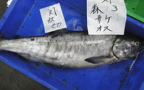 1円～北海道産生鮭3.5ｋｇ前後（オス）〔Ｂ〕北港直販☆しゃけ・シャケ〔代引き不可〕