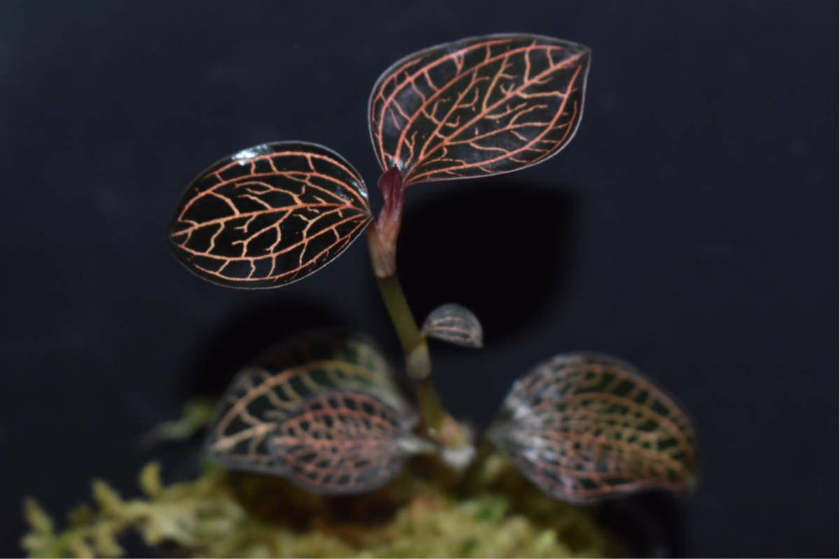 Anoectochilus siamensis reinwardtii Orchid – OrchidGarden x (Jewel 
