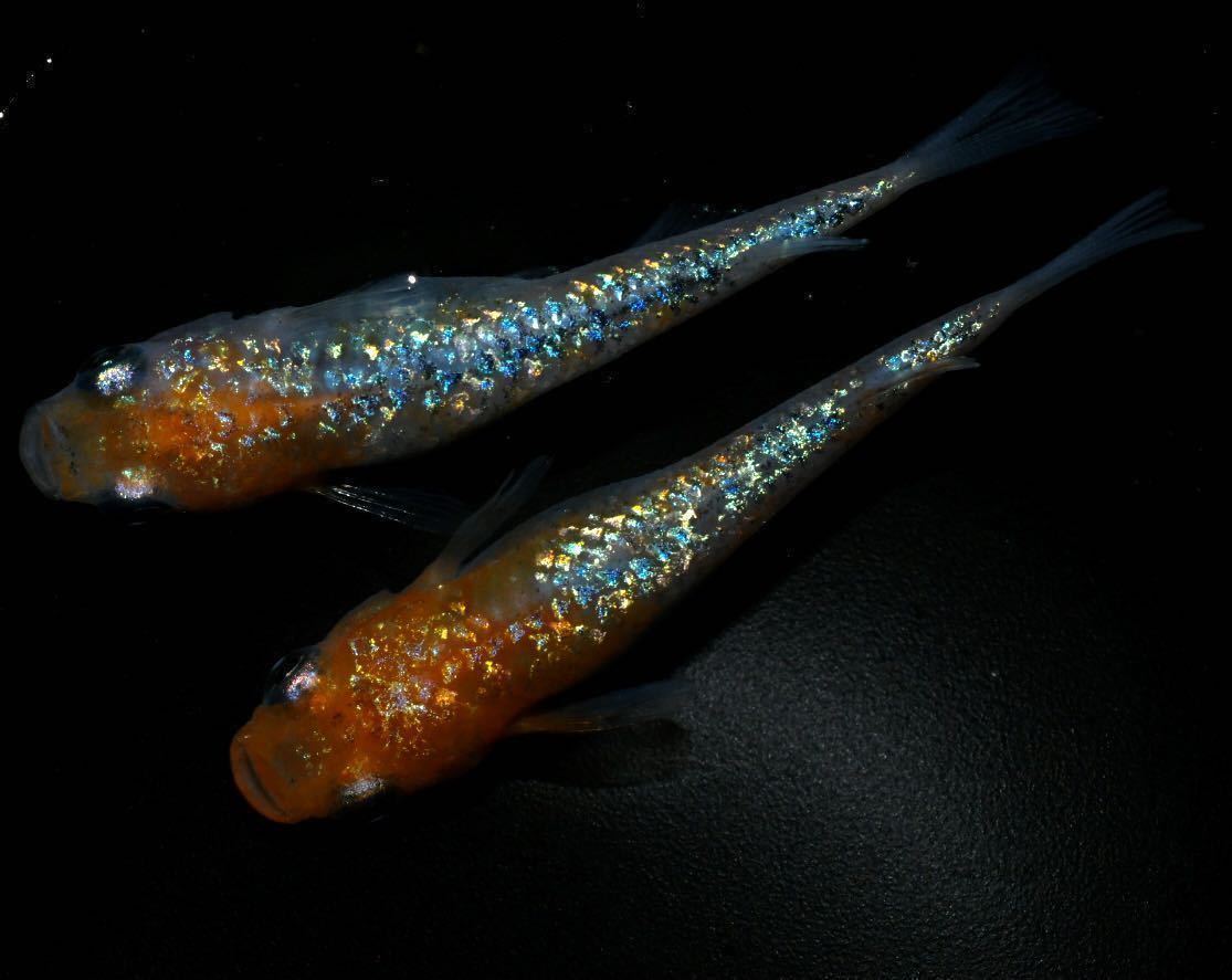 ラスト!若魚出品!極上【天界】 若魚5匹 【めだか屋☆お初】サバンナ様血統 次回未定!