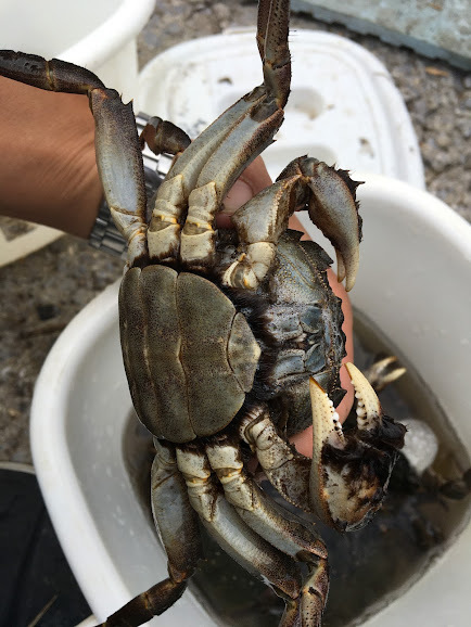 モクズガニ　特大メス　200ｇ以上　1ｋｇ　特大オス　300ｇ～1ｋｇ　計2ｋｇ　大分県　モクズガニ（検上海ガニ、ツガニ　山太郎　11/18