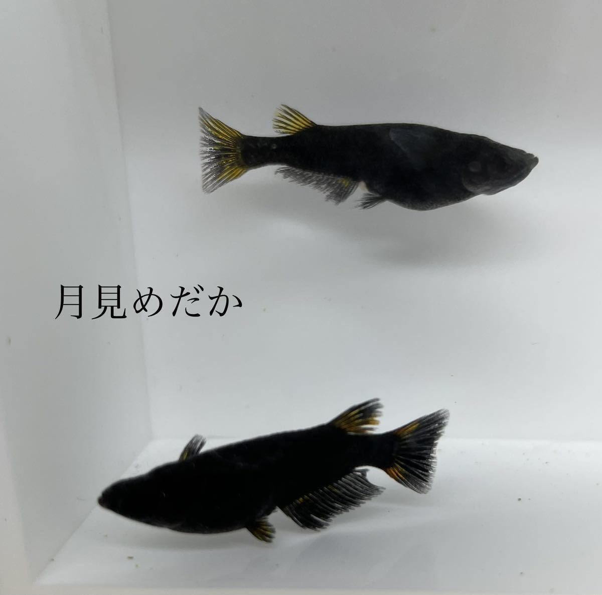得価，2025月見めだか カイジ ２０匹＋５匹(めだか)｜売買されたオークション情報、yahooの商品情報をアーカイブ公開 - オークファン めだか