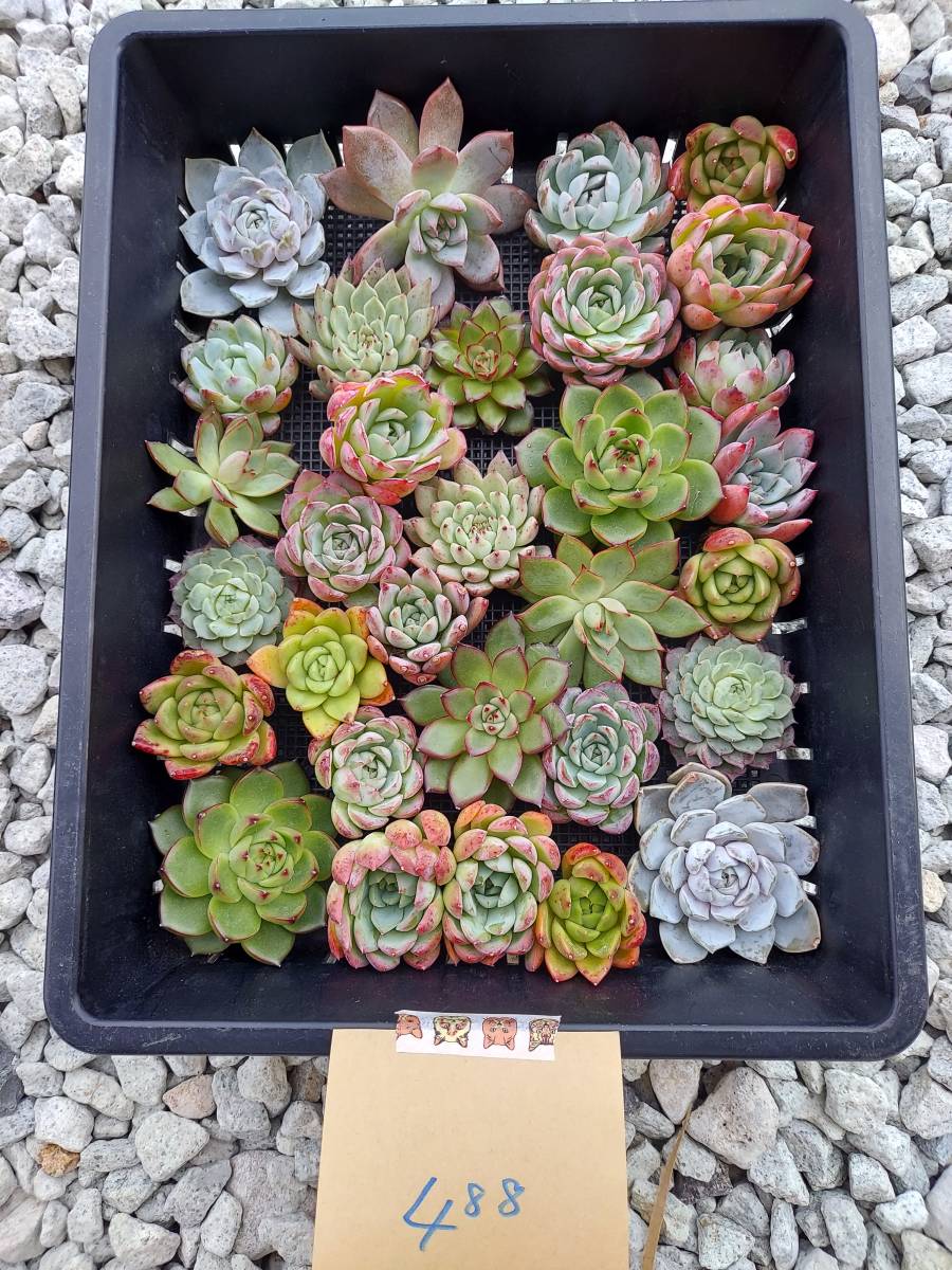 韓国多肉植物 韓国苗 エケベリア Echeveria 115-488多肉植物 寄せ植えに♪（お名前つきません）　(岡山在庫)(11/20岡山発送)