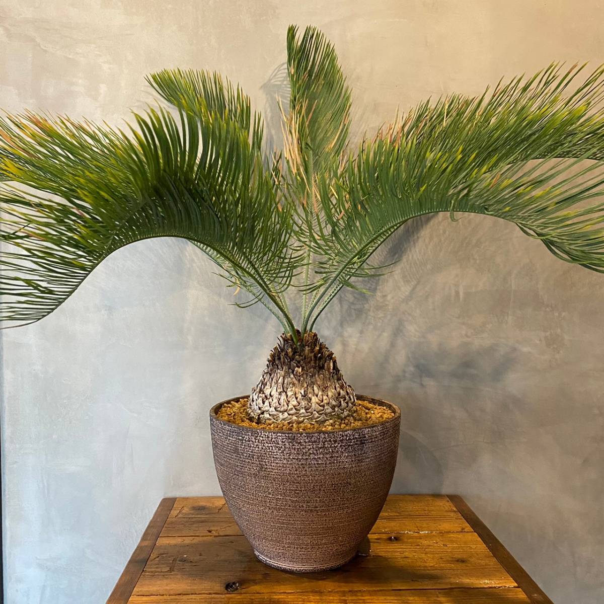 サイカス・カイルンシアナ サイカス カイルンシアナ Cycas・Cairnsiana 