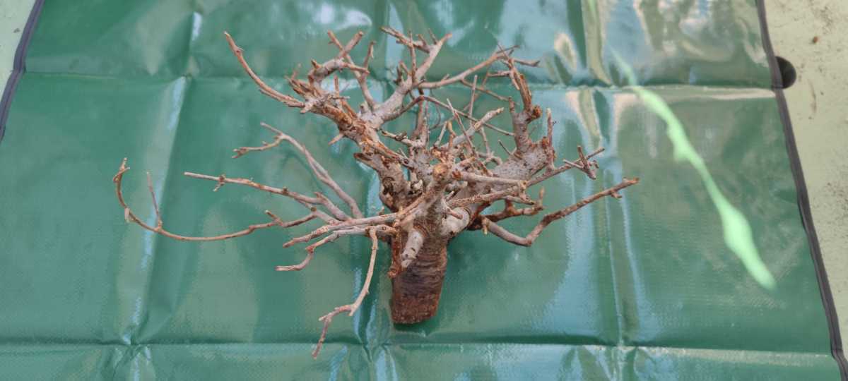 ボスウェリア ネグレクタ Boswellia neglecta 現地発根 検 N53 発根 