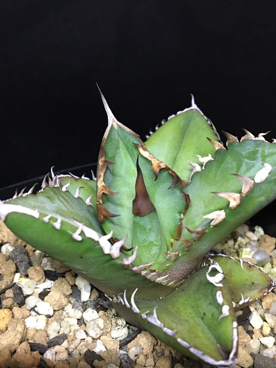 アガベ チタノタ オテロイ アガベ チタノタ オテロイ FO-076 大株 titanota Agave 極上 公式