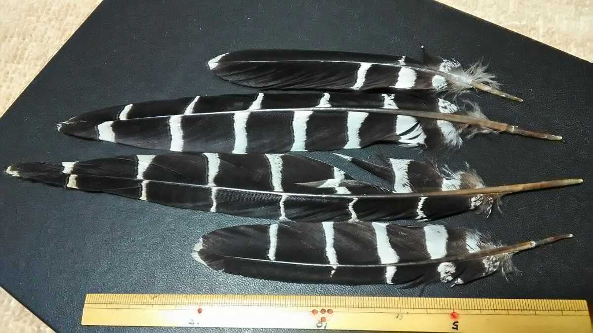 AM ミカドフェザント　サイドテール　国内産個体　貴重　綺麗　コレクション品