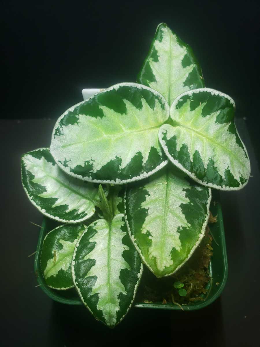 Argostemma Sp Sanggau アルゴステマ 天鵞絨 熱帯植物 熱帯雨林植物 パルダリウム 観葉植物 売買されたオークション情報 Yahooの商品情報をアーカイブ公開 オークファン Aucfan Com