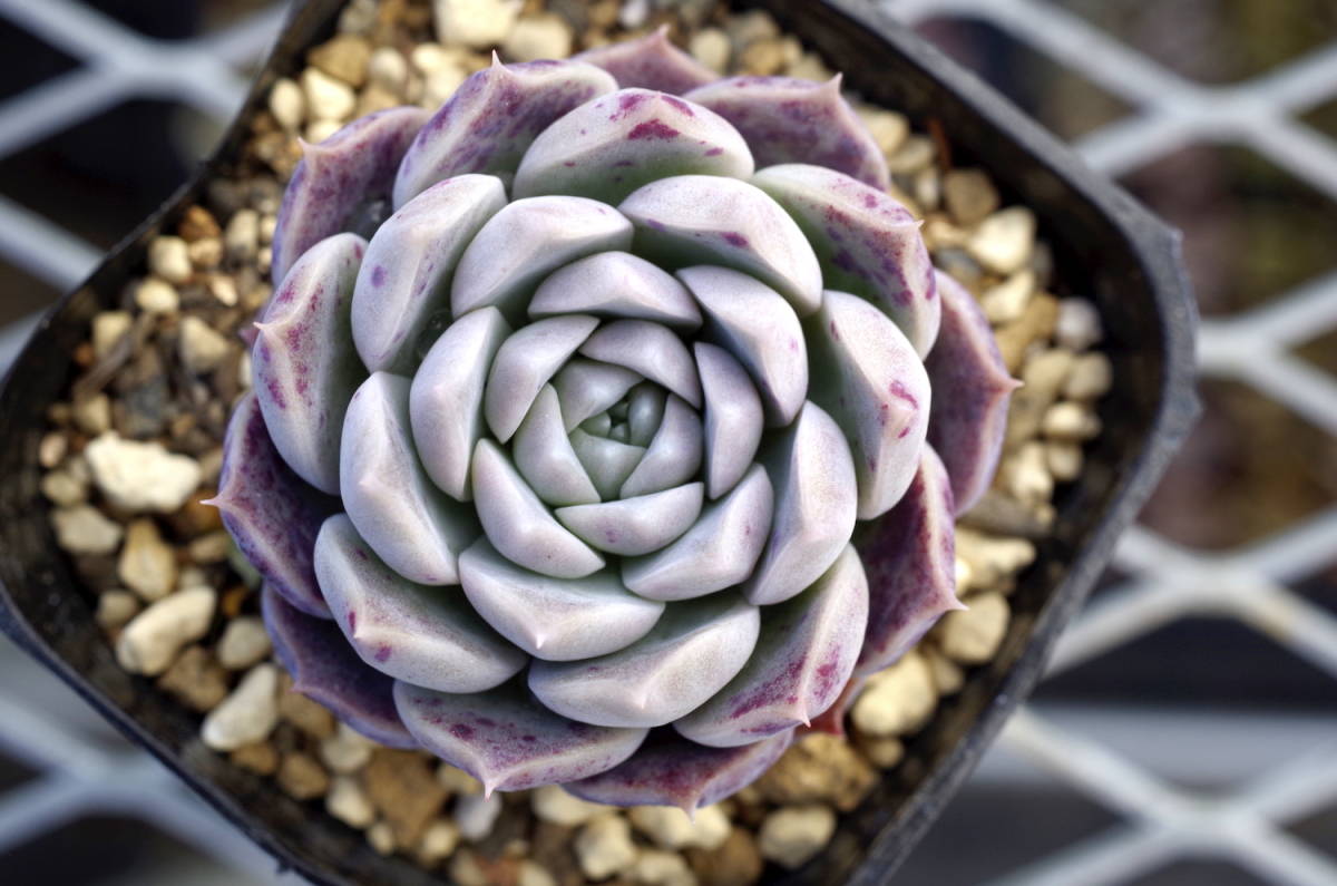 極美苗】エケベリア ギロ × スリョン Echeveria hyalina Gilo x 