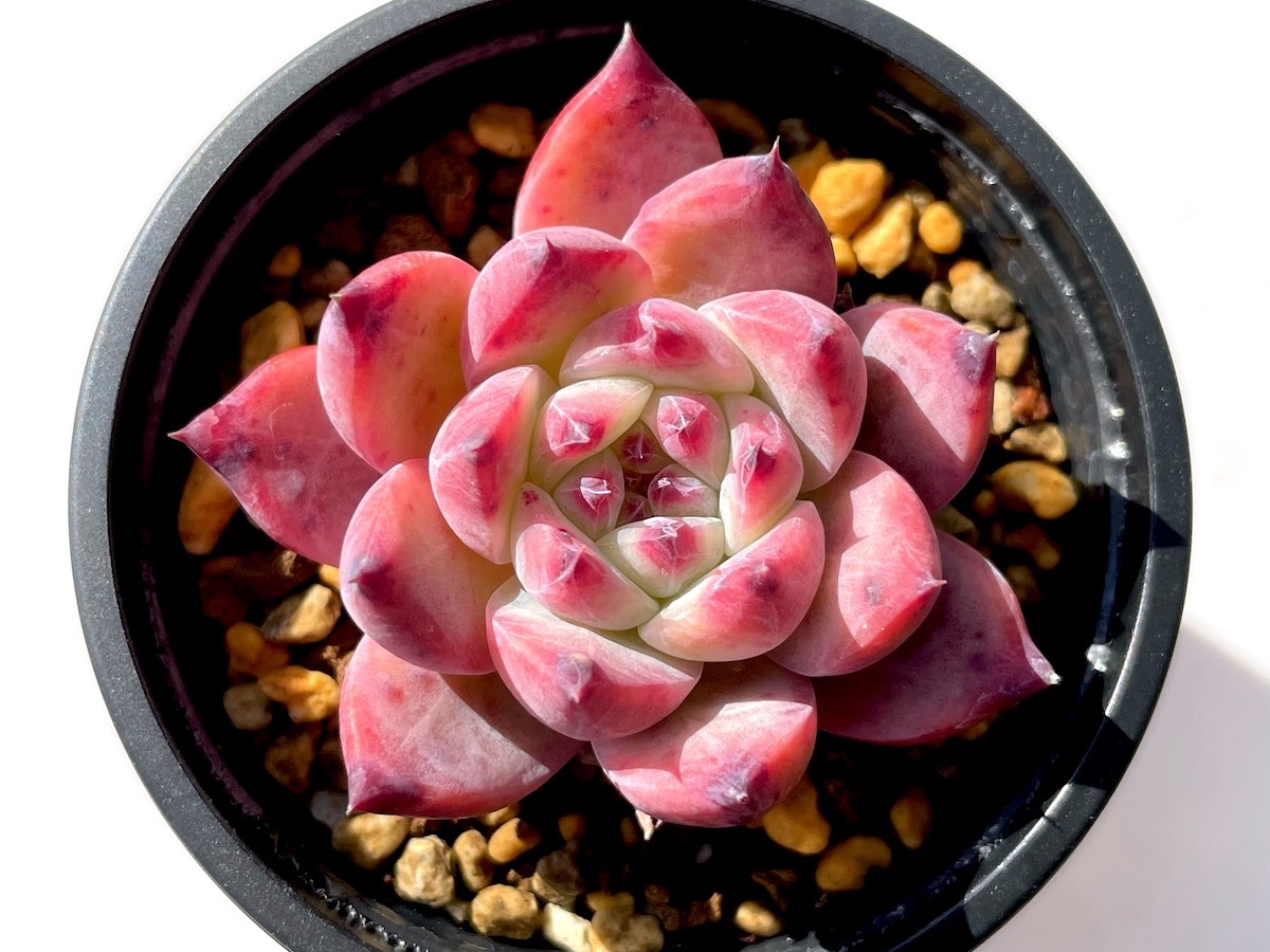 エケベリア【クローン苗】原種 リンゼアナ lindsayana 多肉(サボテン  